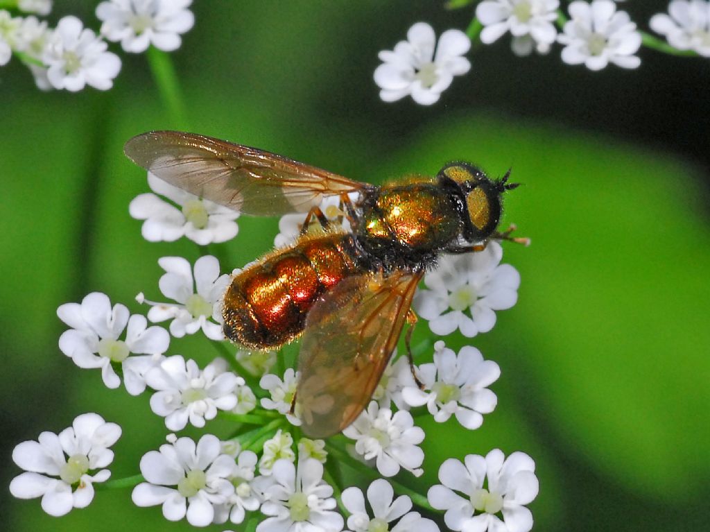 Una bella mosca ramata: Stratiomyidae: Chloromyia formosa